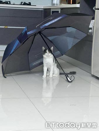 家裡寵物 送傘禁忌